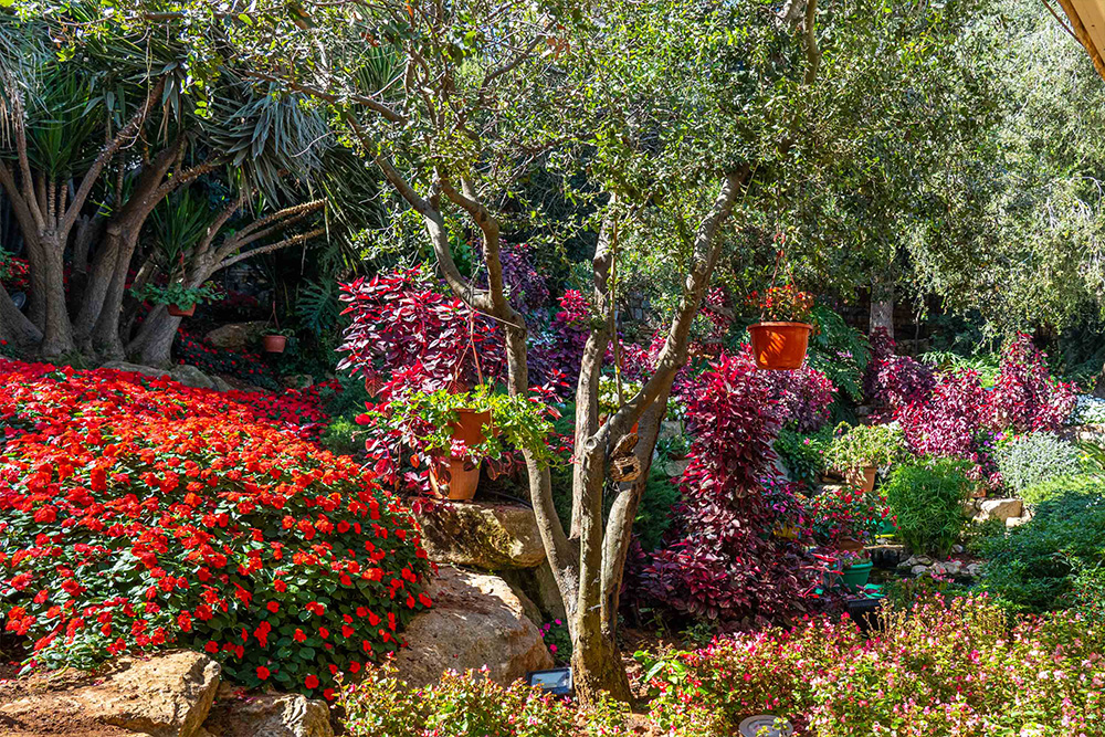 Garden 1